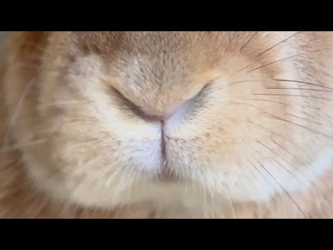 The fate of a rabbit whose nose is itchy but who feels like he is going to sneeze but can't...