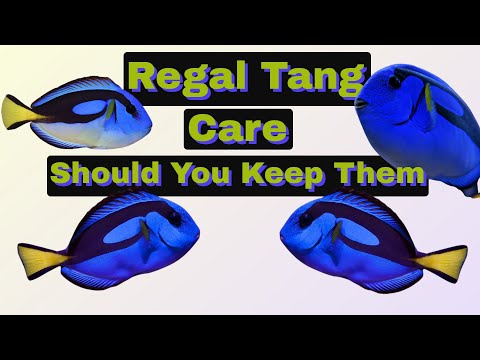 How To Care For Regal Tangs (Finding Nemo's Dory) Hippo Tang Surgeon Fish