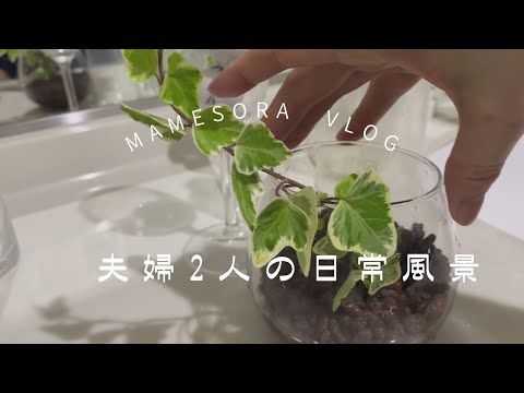 【夫婦2人の日常風景】ジメジメした日の爽やか生姜焼きサラダの献立😊／ハイドロカルチャーを始めた日／朝のルーティン