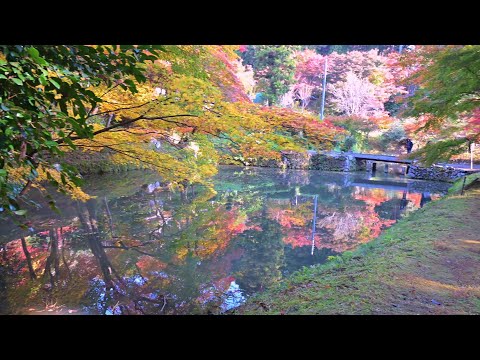 池の鏡に映る絶景・紅葉の寺洞光寺