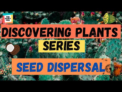 SEED DISPERSAL | DISCOVERING PLANTS SERIES | Part 5 | Science |The Study Pod