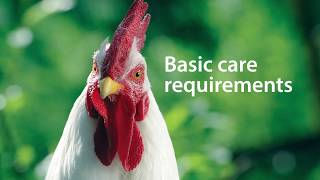 What Basic Care Do Chickens Need? - Chickens in a Minute