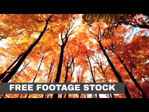 Free Nature Background Video|| No Copyright|| Royalty Free Forest Trees Autumn|| AVH