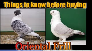 Classification of Oriental Frill/Classic Oriental/Modern Oriental/satinette/Blondinette