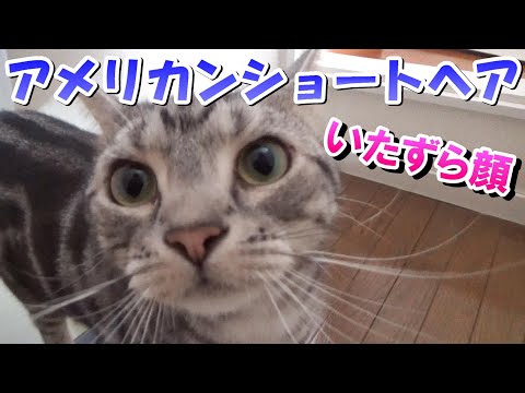 いたずらする２歳の日常（アメリカンショートヘア）