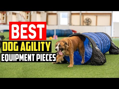 ✅Top 5 Best Dog Agility Equipment Pieces For Training and Exercise in 2024