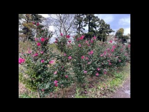 今日园艺工作：给山茶花施肥。