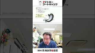 【国試1分道場・消化器】胃について正しい記述はどれか。　１．食道から胃への入り口を噴門とよぶ。　２．下部を胃底とよぶ。　３．主細胞は塩酸を分泌する。　４．パイエル板がみられる。｜解剖学