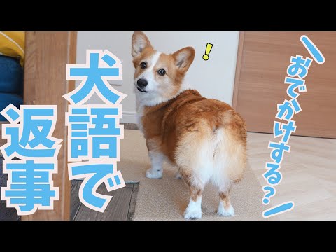 犬語でのお返事が100点満点にかわいいコーギー犬