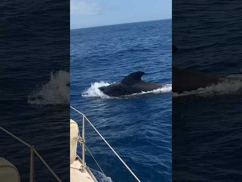 Cruising Tenerife #dolphins #whales #sailingpassion #oceaninspired #travel #oceanlife