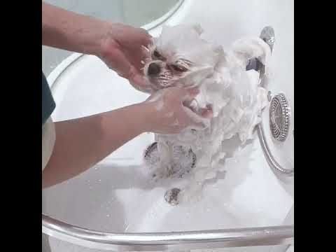 Unleash the Fluff: Pamper Your Pup with Our Puppy Shampoo!