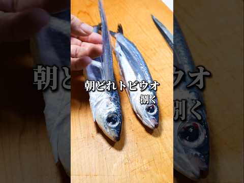 トビウオを姿造り用に三枚おろしで捌く