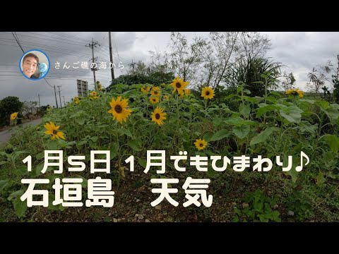 【石垣島天気】1月5日11時ごろ。15秒でわかる今日の石垣島の様子。