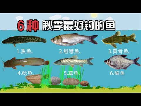 盘点入秋后最好钓的6种鱼，从中秋开始就“贴秋膘”，冬季不好钓