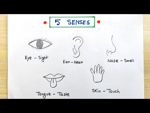 Special Sensory organs idea | Five Sensor learning idea | Sense organs science project easy