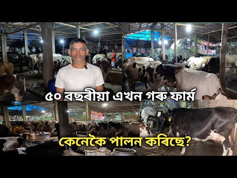 ৫০ বছৰীয়া এখন গৰু ফাৰ্ম চাওঁ আহক |Cow Farming|Cow Farming in India |Dairy Farming