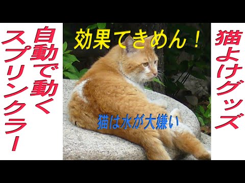 猫よけ対策 自動スプリンクラー、これ凄く効きます！のら猫が家に寄りつかなくなりました。