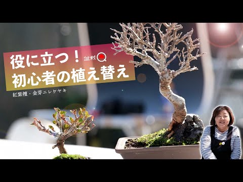 How to make a bonsai tree that is easy to grow even for beginners. [Bonsai Q]