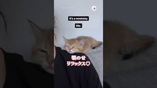 これでリラックス♪｜PECO #子猫 #愛猫家 #猫動画 #子猫のいる生活 #kitten #catlover #catvideos #kittenlife