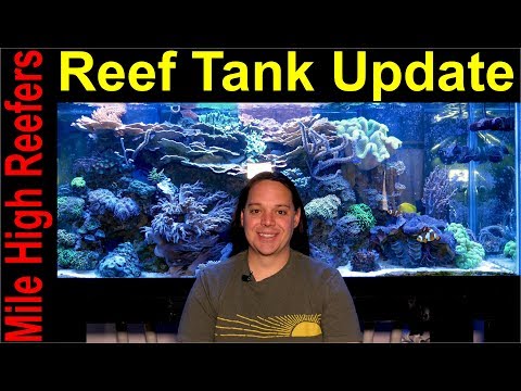 Reef Update and 5 Years of Mile High Reefers