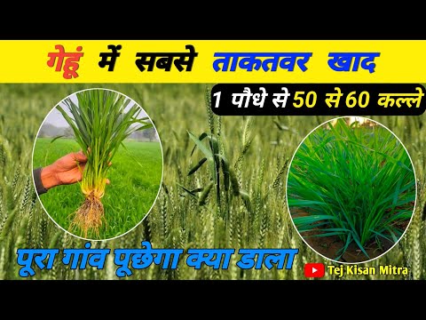 गेहूं में कल्ले बढ़ाने वाली मुख्य खाद |gehu me kalle kaise badhaye | gehu ki kheti|gehun ki kheti|