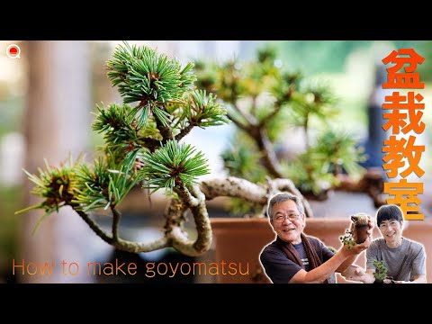 Learn how to make a mini bonsai of Goyomatsu! [Bonsai Q]