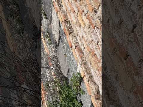 There is a wall lizard (Podarcis sp.) in Spain ! (西班牙的蜥蜴) #lizard #wildlife #nature