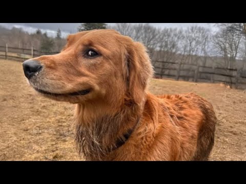 Los perros más DIVERTIDOS de 2024 😂 LA MEJOR recopilación