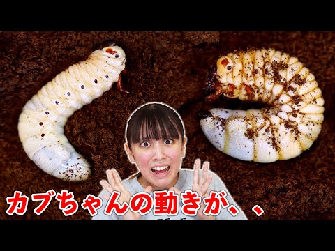 カブトムシの家が大変な事に！カビが発生？！カブちゃんの動きが、、。【カブトムシ】