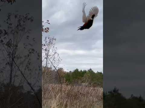 Thrilling pheasant flush over German wirehaired pointers #gwp #pheasant