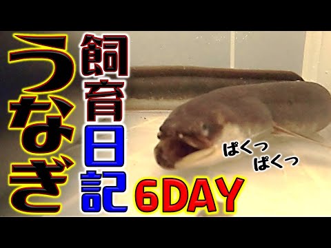 【うなぎ飼育】天然うなぎを泥抜きする飼育日記！