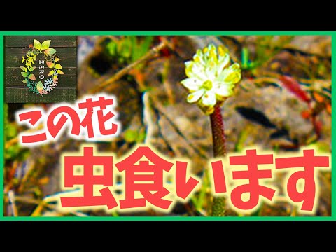 100年以上前からあった植物が実は「食虫植物」だったことが判明【園芸ニュース】