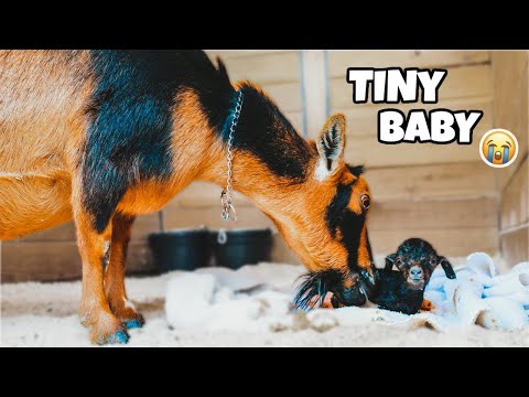 She gave birth to the LITTLEST baby goat 😭