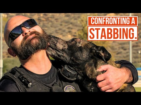 How A Police Dog Acts with Knives Around | Send In The Dogs