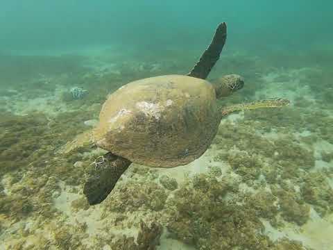 Partie 3 roncontre avec les tortues du pacifique