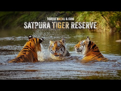 “The Four Tigers’ Tale” | Satpura National Park