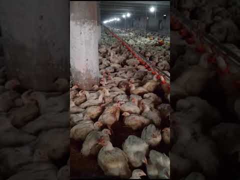 poultry chicken farming 🐔🐔🐔, #poultry #chicken #chickenfarm #broiler #broilerfarming #youtubeshorts