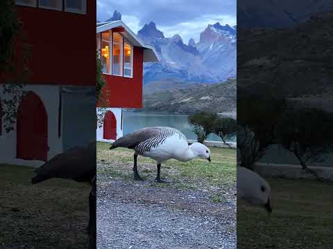 Puma spotted in Torres del Paine!