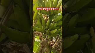 Home Garden Banana #shorts #youtubeshorts #villagegarden #kitchengarden #vegetablegarden #trending