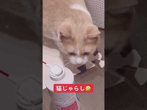 猫じゃらしで遊ぶ　#cats #猫のいる暮らし #猫動画 #shorts