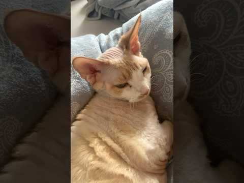 Это видео длиться 3 сикунды😉 #ileocat #cute #bestvideo #врек #cat