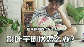 有多少养彩叶芋的植友遇到过叶片倒伏的问题？