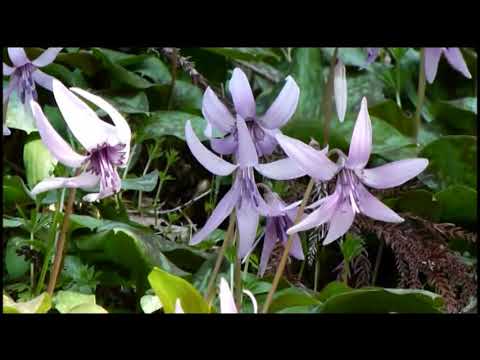 カタクリの里、、、愛知県豊田市足助町　香嵐渓　2011 3 28