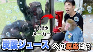 天才チンパンジー「パンくん」の前でジュースを炭酸にしてみた反応がすごい