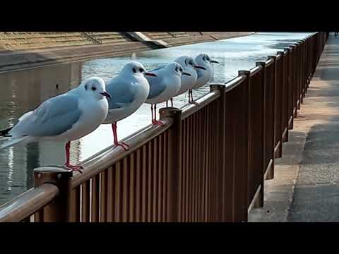 冬の鳥たちや魚たち-Winter birds and fish