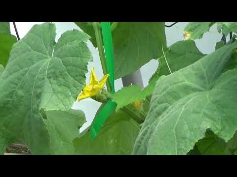 Growing Cucumbers In Hanging Baskets! 2024