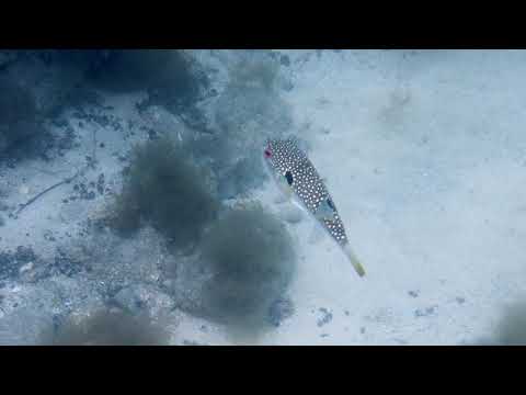 福井県・水晶浜の魚　DJI OsmoPocket , オズモポケット