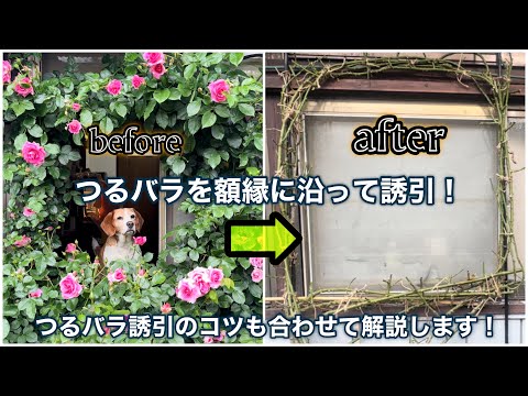 つるバラを額縁に沿って素敵に誘引！誘引のコツも兼ねて紹介します🌹【バラの育て方】