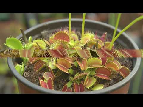 The Carnivorous Garden: Venus Flytrap Mysteries Revealed