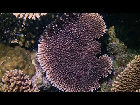 サンゴの産卵を沖縄本島北部で観測｜2023年5月12日 下弦の月